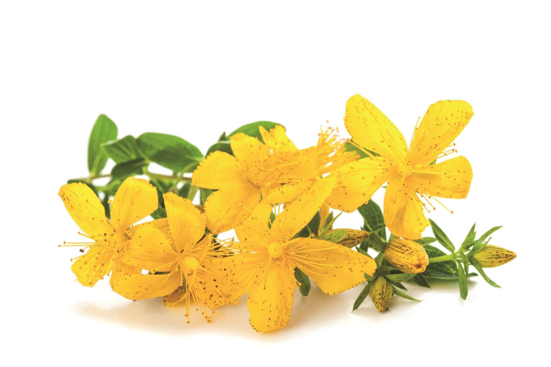 Johanniskrautblumen lokalisiert auf weißem Hintergrund