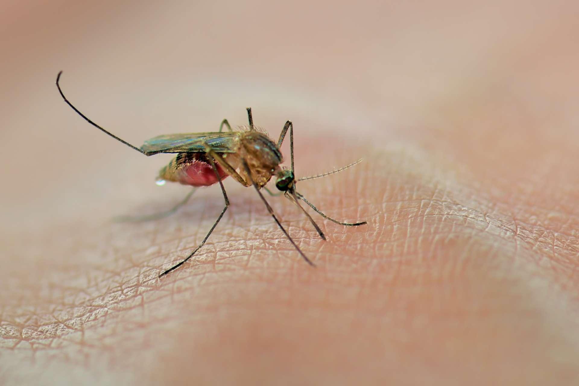 Mücke saugt Blut auf der menschlichen Haut
