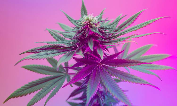 Landwirtschaftliche Sorte von Cannabispflanze mit farbiger Beleuchtung.