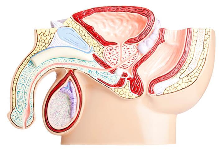 Anatomischer Querschnitt eines männlichen Beckens auf weißem Hintergrund