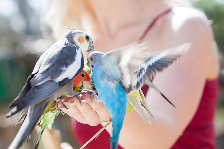 Kanarienvogel, Wellensittich, Nymphensittich und Papagei sitzen auf einer weiblichen Hand und werden gefüttert.