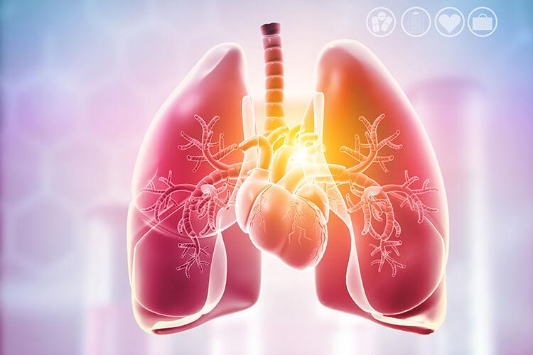 3D-Illustration einer menschlichen Lunge