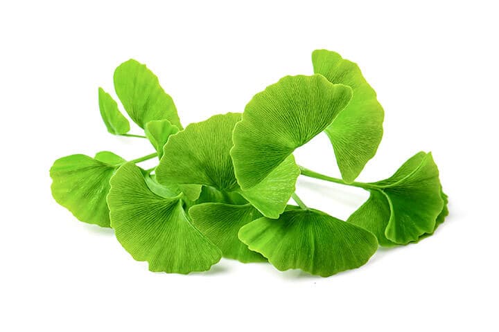 Gingko biloba leaves on white background