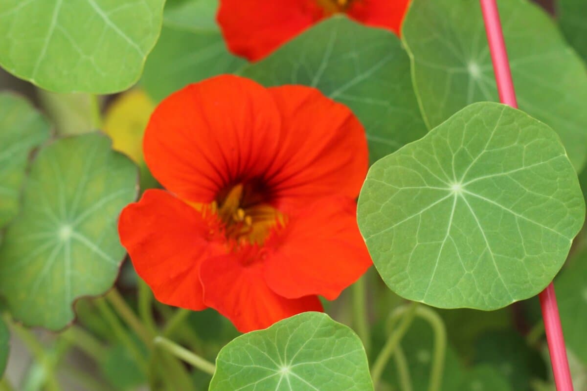 Die Isothiocyanat-reiche Kapuzinerkresse ist ein Bestandteil der Phytotherapie bei Harnwegsinfekten