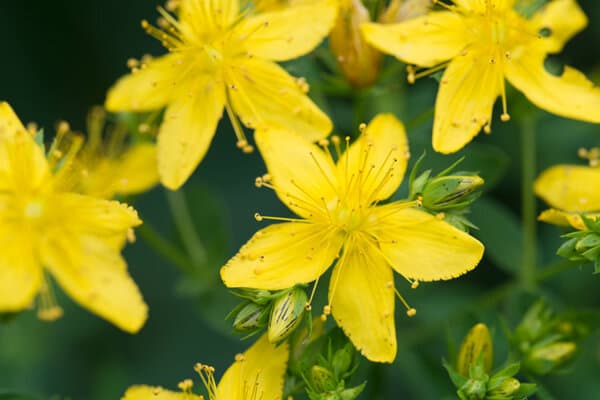 Hypericum perforatum L. oder umgangssprachlich Johannisblut